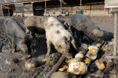 Zbog eutanazije svinja isplaćeno 28 miliona evra naknade