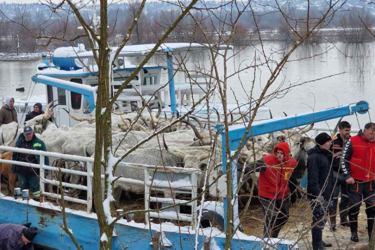 Oni su spasili zarobljene životinje na Krčedinskoj adi: Prvi put smo ovo uradili, da smo zakasnili dva dana krave ne bi izdržale (FOTO)