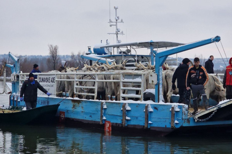 Oni su spasili zarobljene životinje na Krčedinskoj adi: Prvi put smo ovo uradili, da smo zakasnili dva dana krave ne bi izdržale (FOTO)
