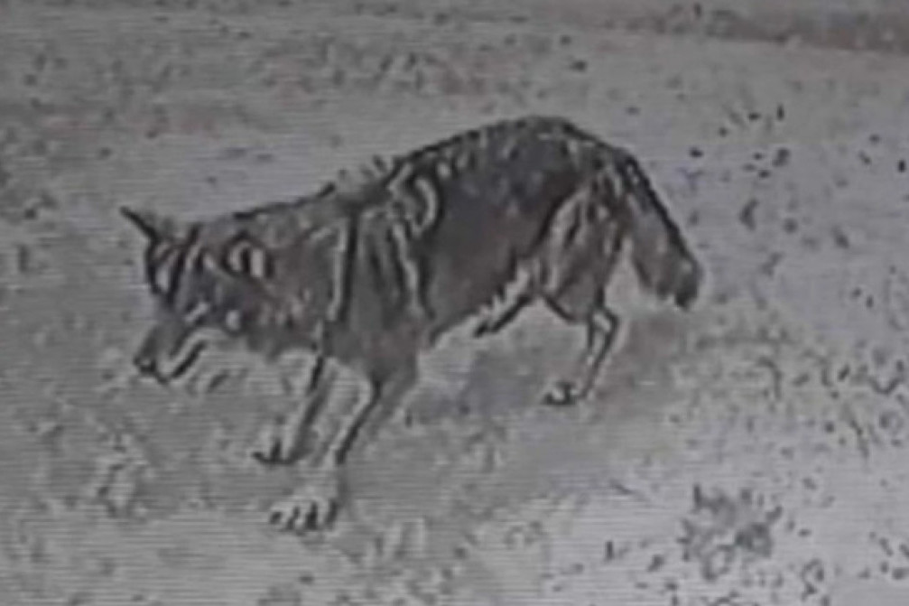 Pojavio se snimak sa nadzornih kamera: Divlja zver šeta gradom (FOTO)