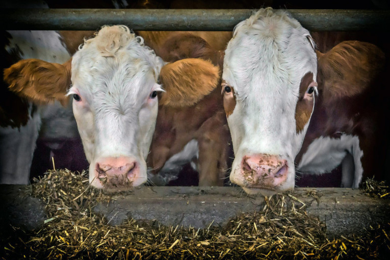 Danska uvodi porez: Taksa na metan i za krave