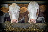 Jedini konzervans koji se koristi je so: Zlatiborske krave sada daju organsko mleko, stočari prilagodili svoj način rada novim uslovima!