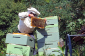 Kolika je „plata“ pčelaru: Od najzdravije namirnice ni 350 evra