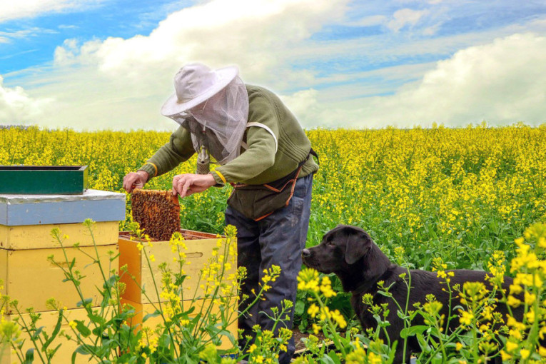 Pčelarima „olakšan život“: Ušteda od 100 evra po selidbi
