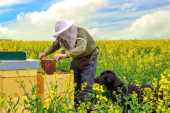 Pčelari do kraja aprila moraju da prijave broj košnica