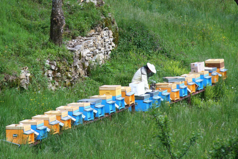 Olakšice za pčelare: Novi pravilnik za proizvođače meda u Srbiji od 1. maja