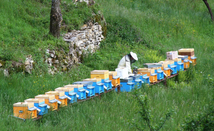 Pčelari, pažnja: Imate rok do 31. oktobra da ovo uradite!