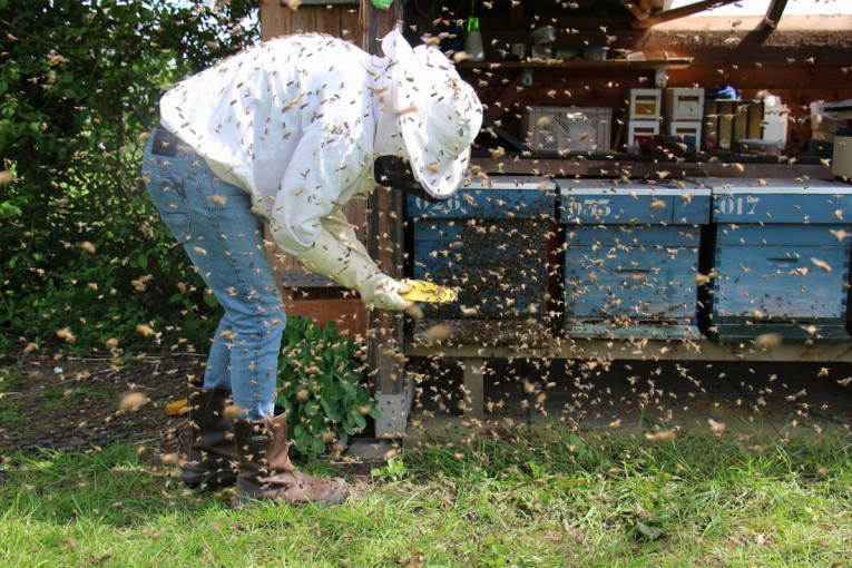 Pčelari stižu u Beogradu, osnivaju Evropski savez