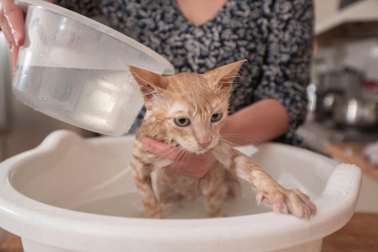 Mačka beži od vode glavom bez obzira? Veterinari otkrivaju kako da je održavate čistom i bez kupanja