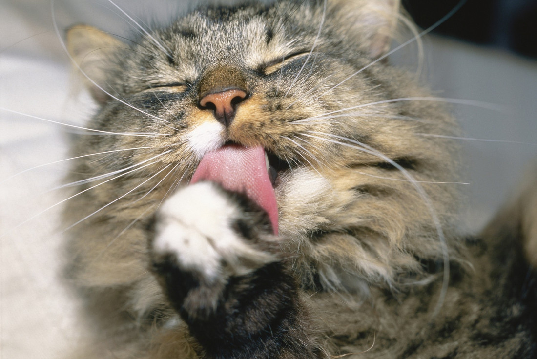 Da li i mačke treba da se kupaju? Većina vlasnika godinama ne želi da prihvati istinu i ignoriše je