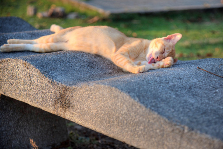 Mačka beži od vode glavom bez obzira? Veterinari otkrivaju kako da je održavate čistom i bez kupanja