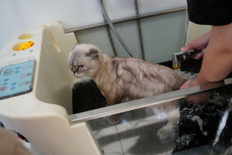 Da li i mačke treba da se kupaju? Većina vlasnika godinama ne želi da prihvati istinu i ignoriše je