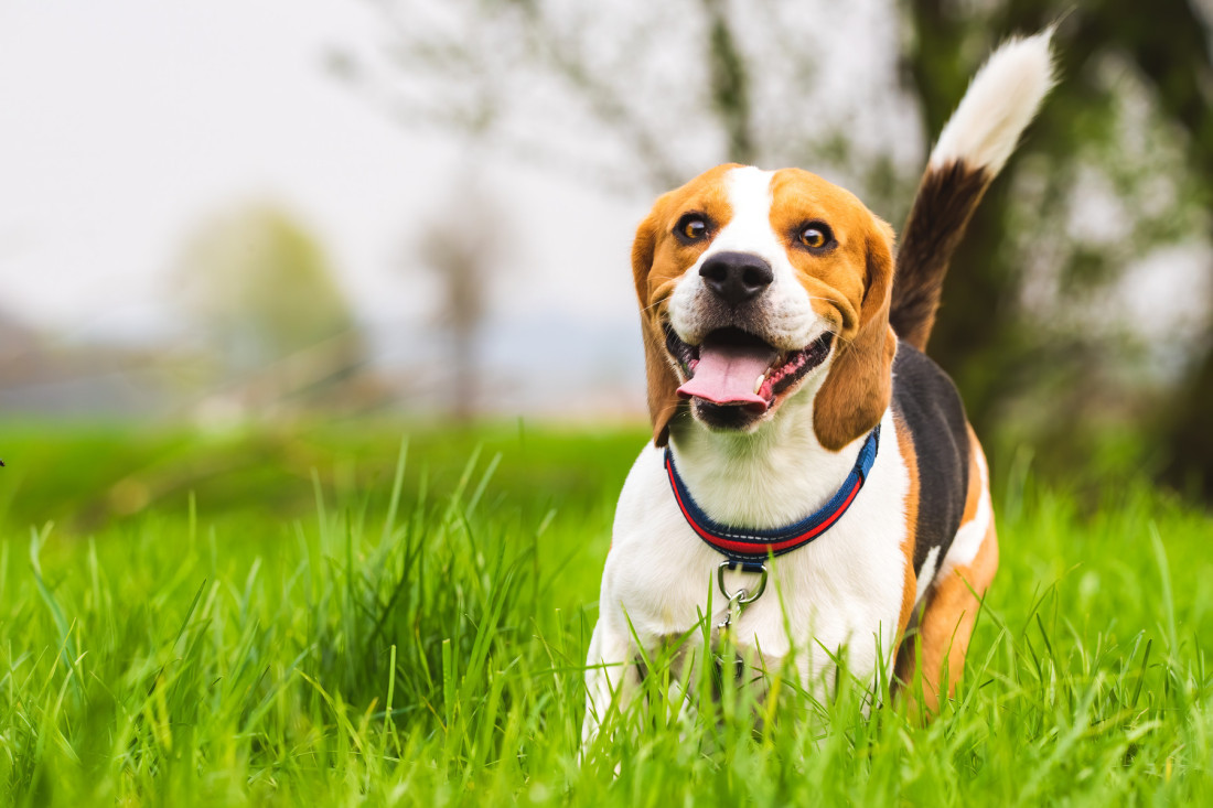 Da li je vaš pas umoran? Prepoznajte simptome nedostatka sna kod vašeg ljubimca