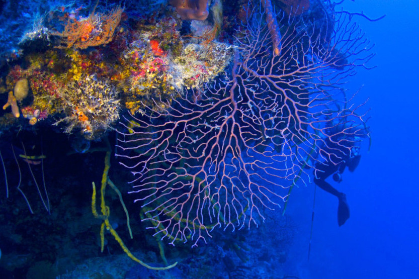 Rastu u "zoni sumraka": Ovi organizmi sa dna okeana bi mogli biti ključni za novi lek!