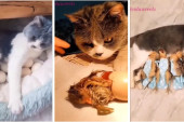 Ljubav ne zna za vrste: Pogledajte kako jedna neverovatna maca izleže piliće, a potom i brine o njima (VIDEO)