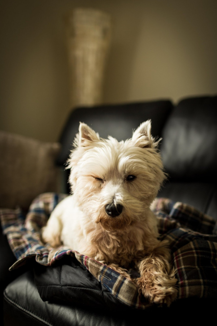 Problem koji ne smete ignorisati: Sedam znakova da vašeg psa muči infekcija ušiju - saveti za brzu reakciju