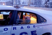 Svinja pobegla sa prikolice pa se zaigrala u snegu: Policija objavila neobične fotografije (FOTO)