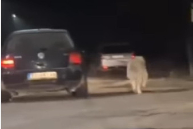 Jeziv snimak zlostavljanja životinje: Izbacio povodac iz automobila, pa tako šetao psa (VIDEO)
