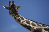 Žirafa Benito se seli jer mu je hladno: Meštani se pozdravili sa njim, prati ga čak i Nacionalna garda (VIDEO)