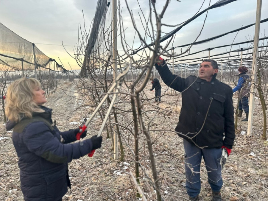 Minus im ne može ništa:  U jeku rezidba voća, od toga zavisi čitav rod ove godine (FOTO)