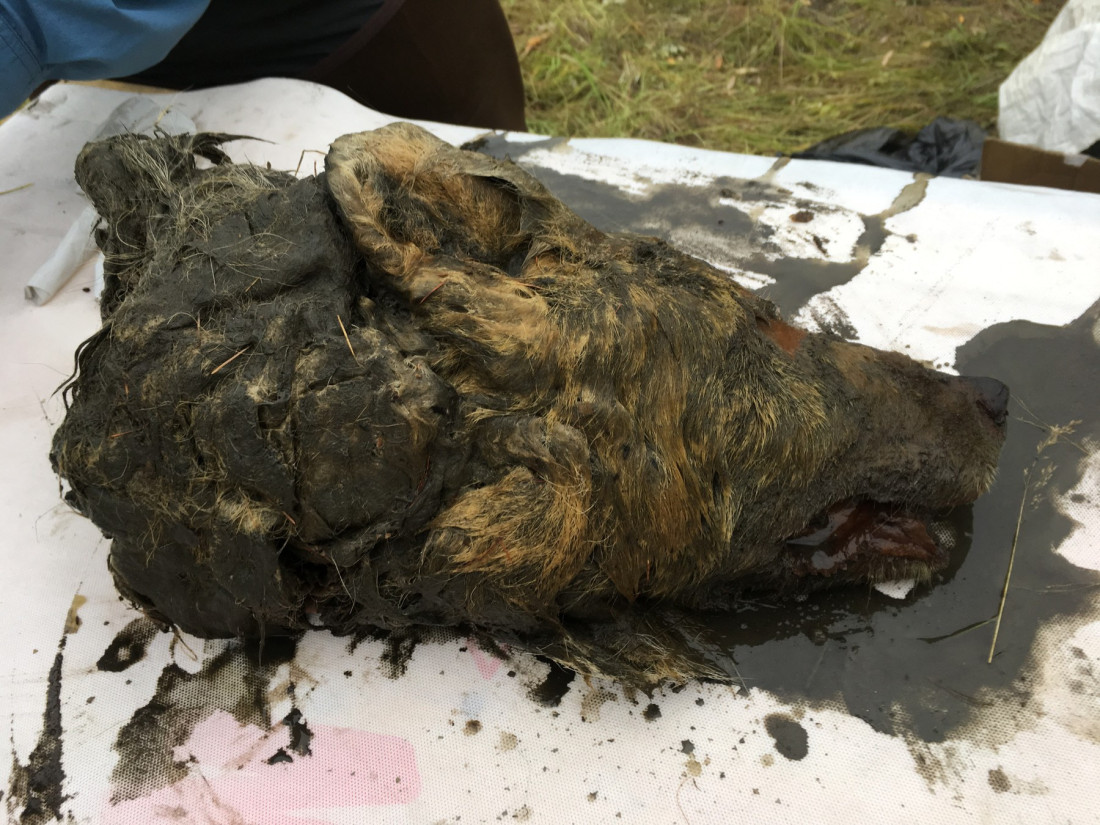 Jezivo otkriće! Drevni "zombi virusi" vrebaju ispod Arktika - globalno zagrevanje može da ih oslobodi! Prete da unište čovečanstvo!