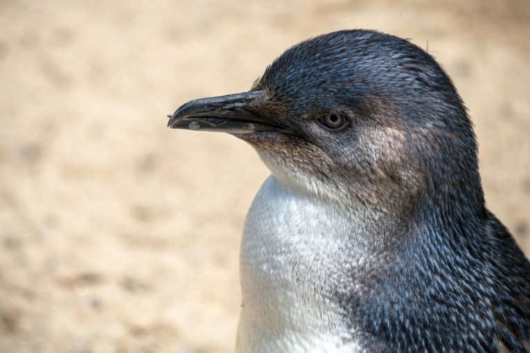 Mali pingvin zalutao na pistu: Zbog ovog posetioca su letovi bili odloženi (FOTO)