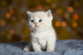 Krznene lepotice koje zadivljuju ceo svet: Tri najlepše rase mačaka