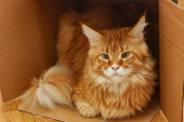 Tajanstvena veza mačke i kutije: Pet glavnih razloga čudnovate opsesije vaše kućne ljubimice (VIDEO)