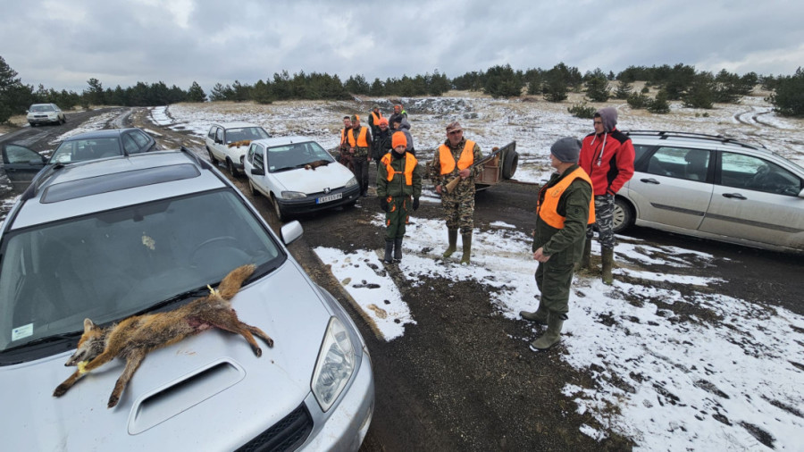 Organizovana hajka na divlje zveri na padinama Maljena: Oni su jedini spas meštanima kojima lisice i vukovi uništavaju imanja (FOTO)