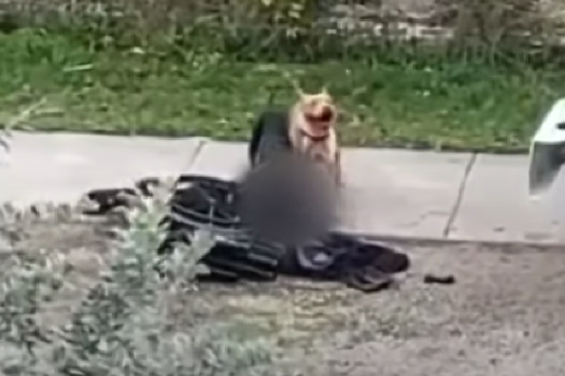 Razjareni psi rastrgli čoveka u invalidskim kolicima: Komšije na razne načine pokušavale da ih oteraju, ali uzalud (VIDEO)