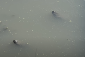 Aligatorima samo nos viri tokom zime: Svi misle da su mrtvi, ali je istina potpuna drugačija (VIDEO)