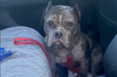 Napušteni pas odbija da izađe iz automobila nakon izleta, razlog svima slomio srce (VIDEO)