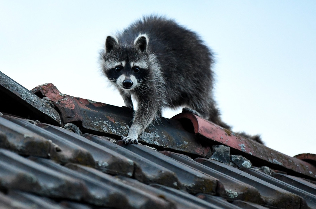 Čula se jeziva škripa: Mislili su da je kuća ukleta, a onda je iza zida izvirilo nešto sasvim drugo (VIDEO)