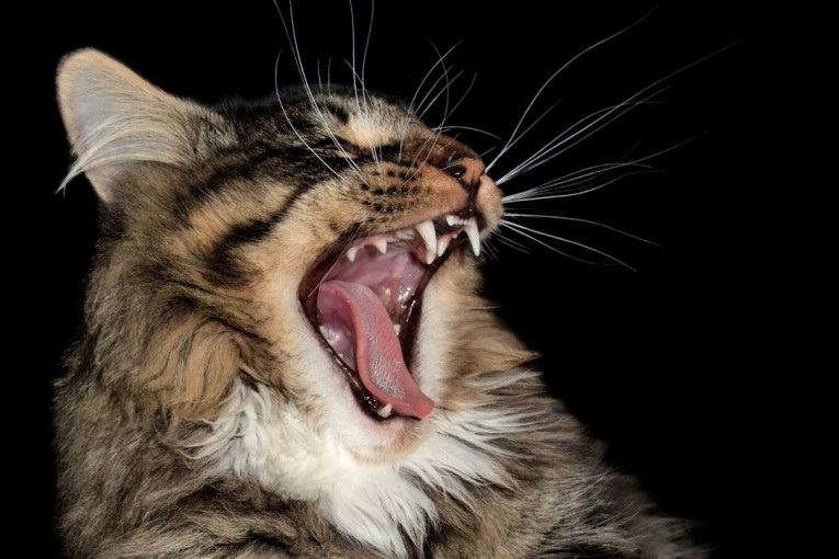 Sindrom Toma i Džerija: Zašto se mačka izbezumi kad prođete prstima po zupcima češlja? (VIDEO)