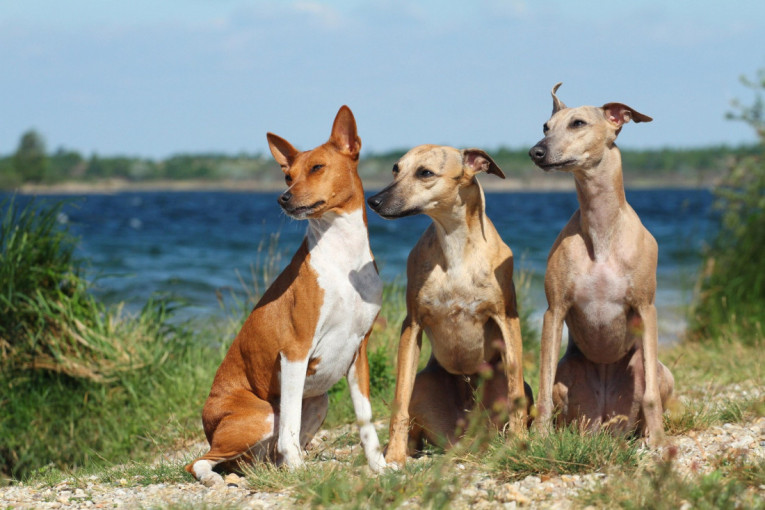 Ako ne podnosite dlake po kući ove rase pasa su idealne za vas, skoro uopšte se ne linjaju