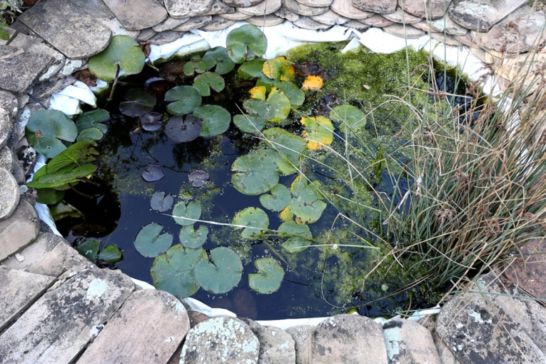 Ne znamo kako se kupuju jaja u prodavnici, sve proizvodimo sami! Zamenili Beograd selom i uživaju u prirodnoj poljoprivredi! (VIDEO)