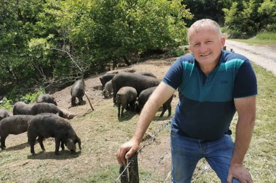 Goran sa Jelice ima preko 200 garavih svinja: Daju najkvalitetnije meso i odličnu pršutu (FOTO)