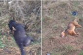 Uznemirujući prizor na trasi za Donje Stopanje! Miloš pronašao više od 20 otrovanih pasa: Video sam i beli kombi (FOTO)
