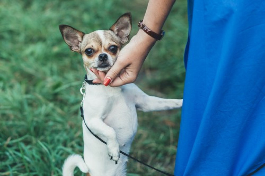 Sitni, ali dinamitni: Evo zašto mali psi laju i grizu više od velikih