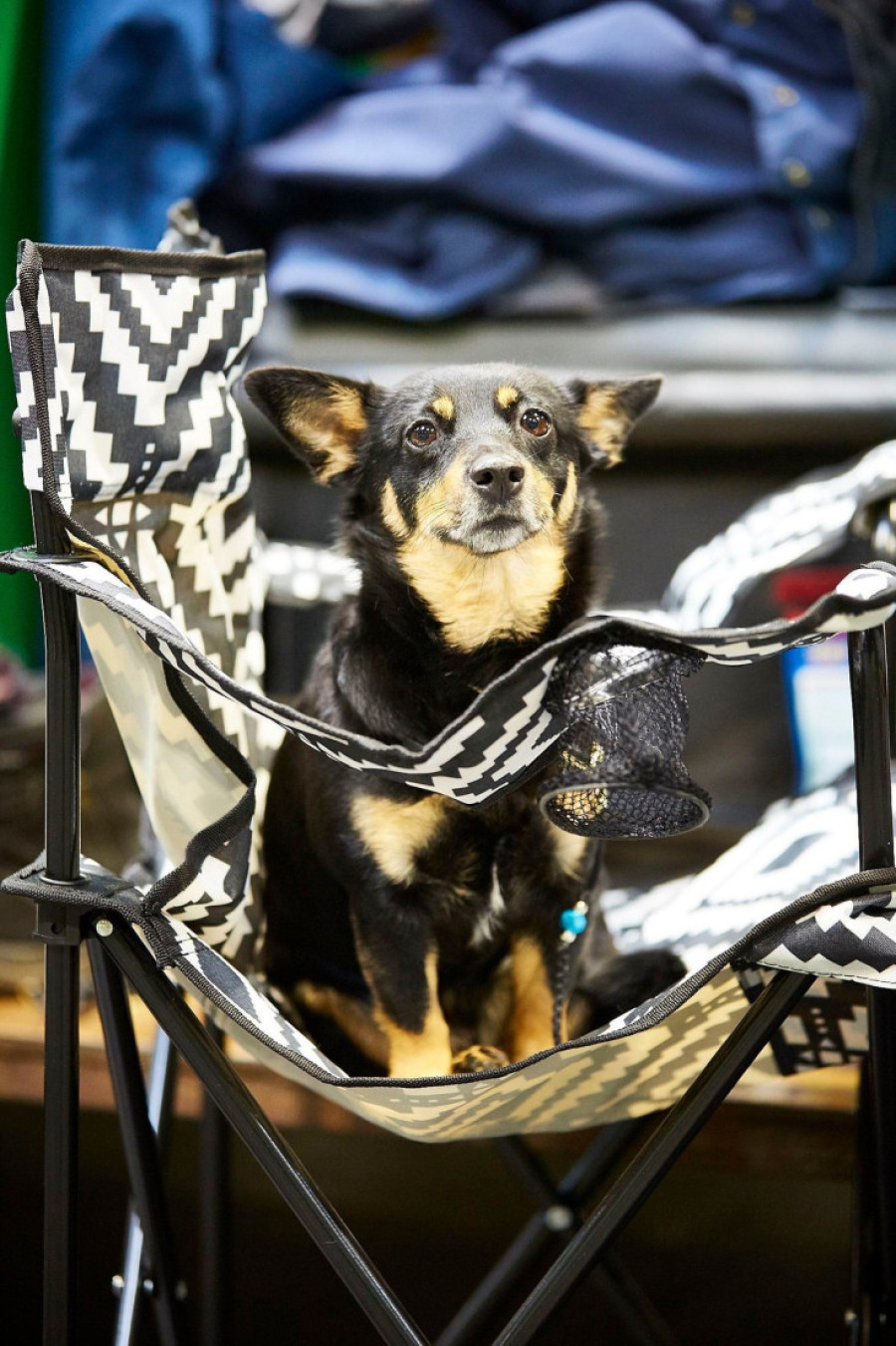 Iznenađujući rezultati zgranuli vlasnike pasa: Oblik njuške otkriva koliko dugo će ljubimac živeti