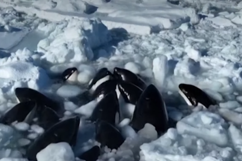 Orke zarobljene u ledu, bore se za vazduh, a vlasti ne mogu da učine ništa - osim da čekaju (VIDEO)