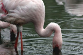 Najstariji flamingo iz Berlinskog zoološkog vrta uginuo u 75. godini: Obično im je životni vek 30 godina, a ovo je Ingova tajna
