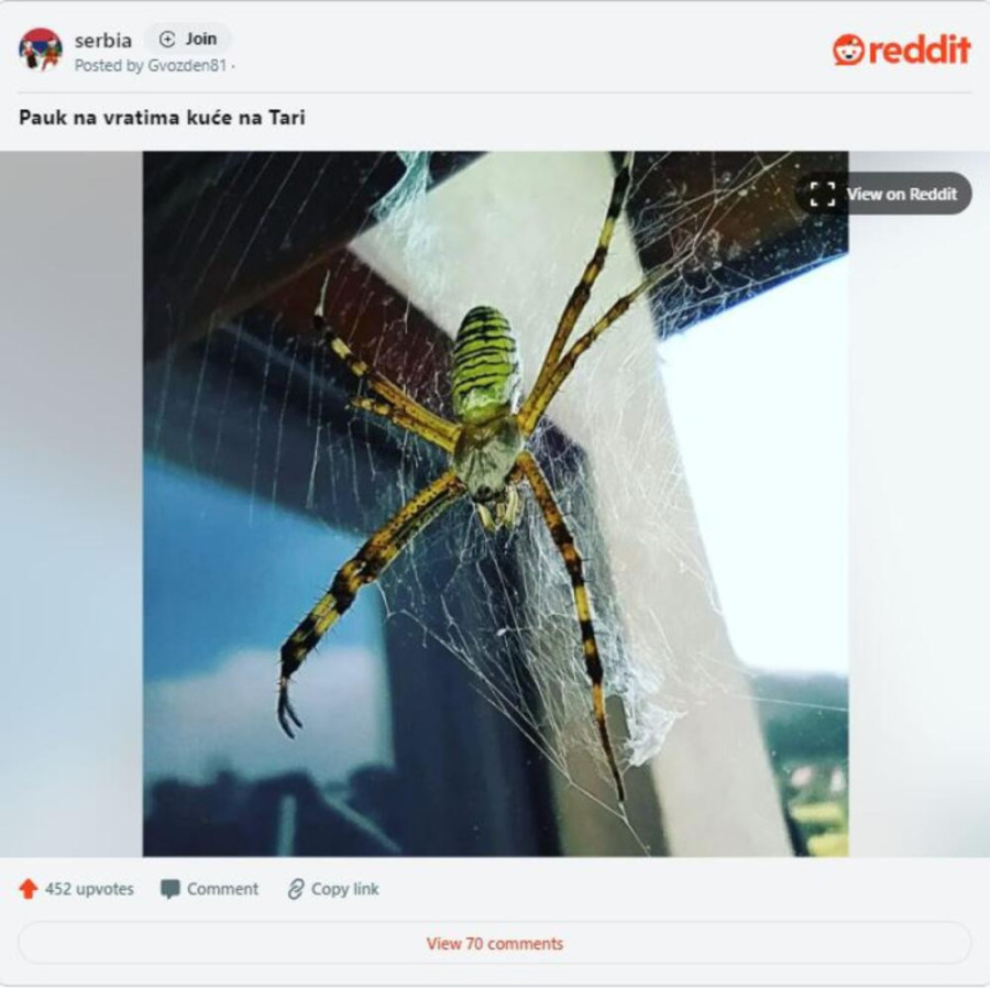 "Šta je bre ovo, spali ga": Zastrašujuće stvorenje snimljeno na Tari, sve ih češće ima u Srbiji! (FOTO)