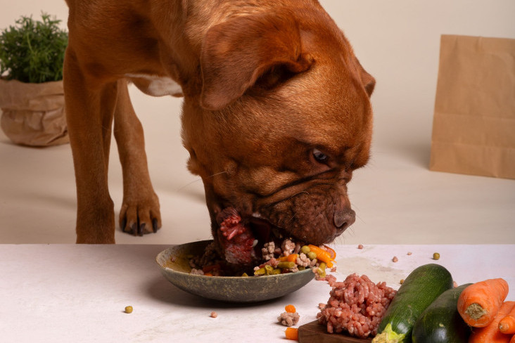 Kad ručaju, za sobom redovno ostave krš i lom: Šest najneurednijih rasa pasa