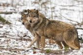 Stotinu lovaca krenulo na četiri vuka: Čopor napravio veliku štetu u ivanjičkim selima, čak ubio i tridesetak lovačkih pasa
