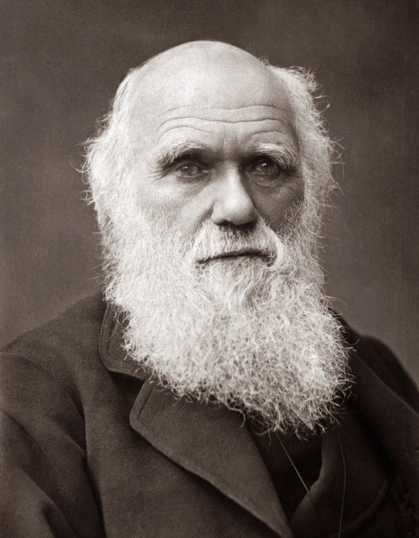 Na prodaju knjige ilustracija Darvinovog 