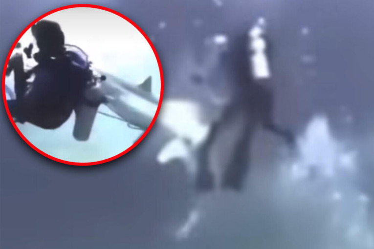 Ajkula napala grupu ronilaca na Maldivima: Dramatičan snimak, predator uleće među turiste!