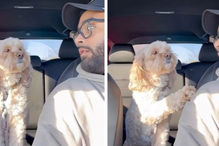 Vlasnik je pitao psa da li zna šta je ljubav: Ovo je njegova reakcija koja je oduševila sve (VIDEO)