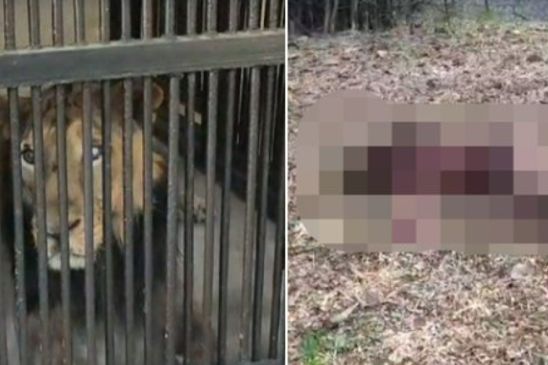 Lav rastrgao čoveka u zoološkom vrtu! Oglušio se o upozorenje, preskočio visoku ogradu da napravi selfi, ali zver ga je ščepala (VIDEO)