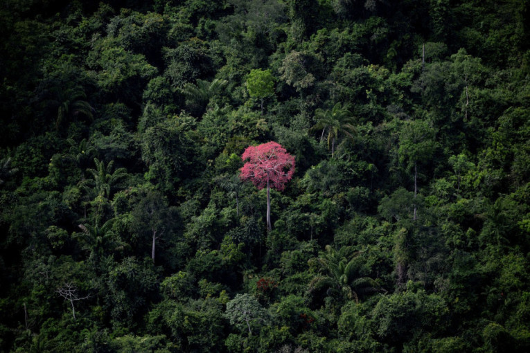 Pluća sveta su sve bliže izdisaju: Amazonska prašuma je na ivici kritične tačke
